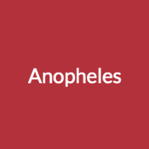 Anopheles Malaria Quiz